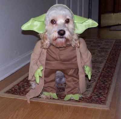 Star Wars Yoda Dog. Yoda Dog
