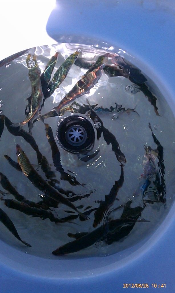 Bait Tank Modifications for Anchovies or Sardines Sea Pro Boat Owners