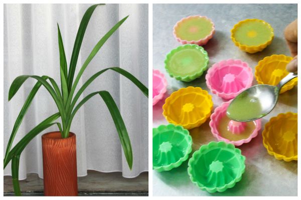  photo PandanJelly10_zps3f808f14.jpg