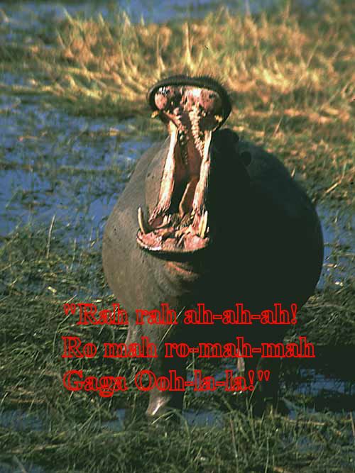 Hippo.jpg