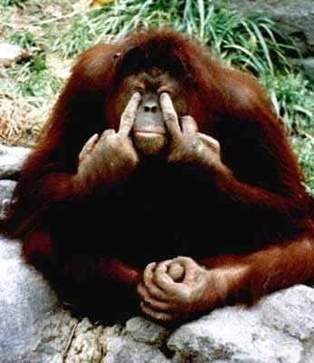 http://i296.photobucket.com/albums/mm168/chemi79/angry-orangutan-961.jpg