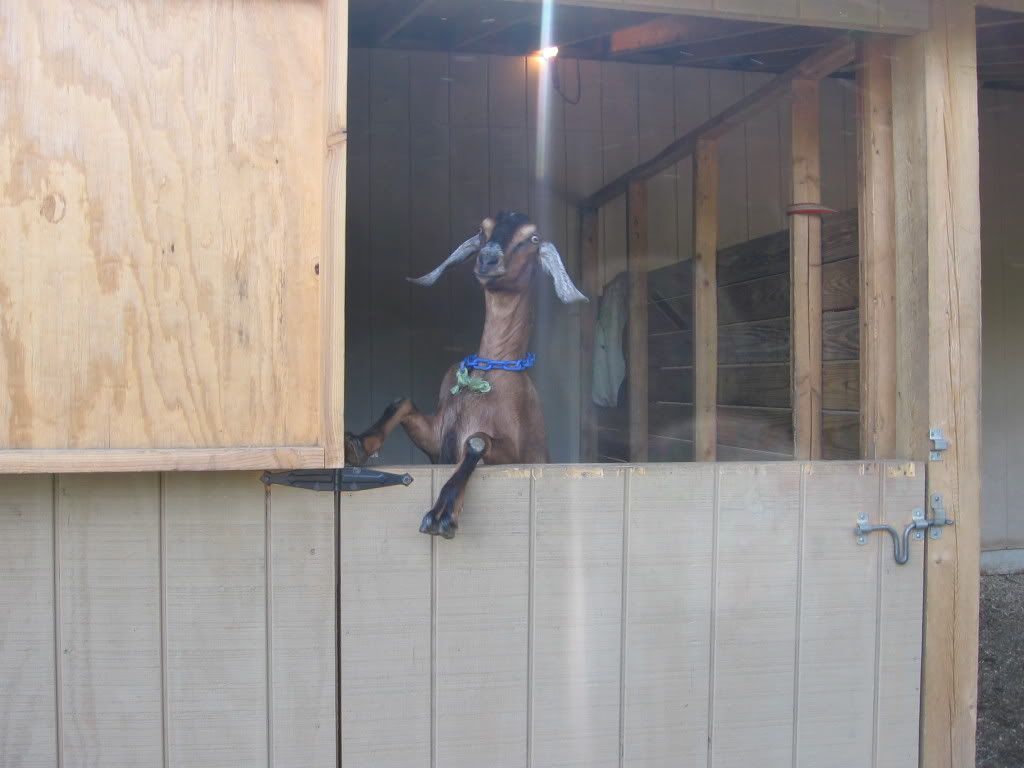 pics of my goats - Goats