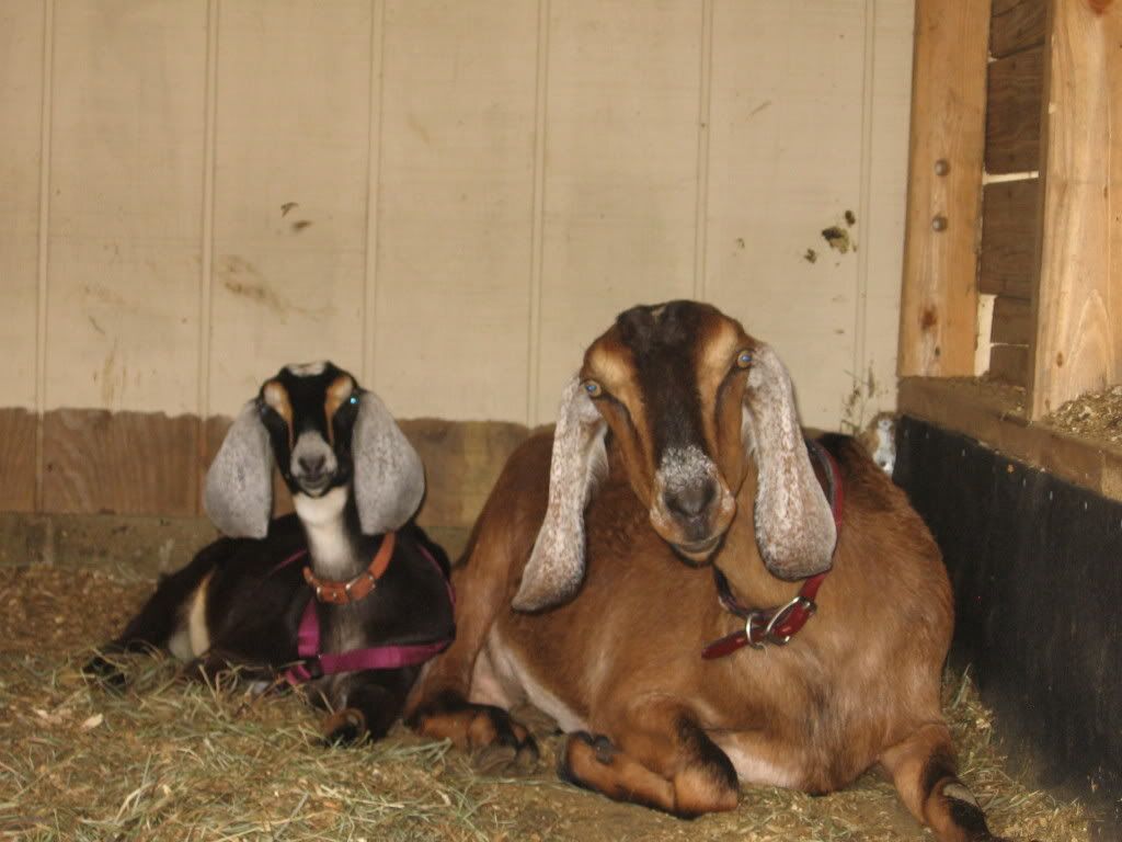 pics of my goats - Goats