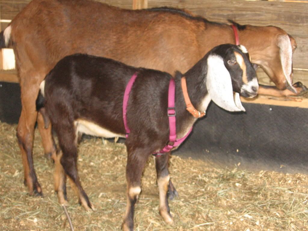 pics of my goats - Goats