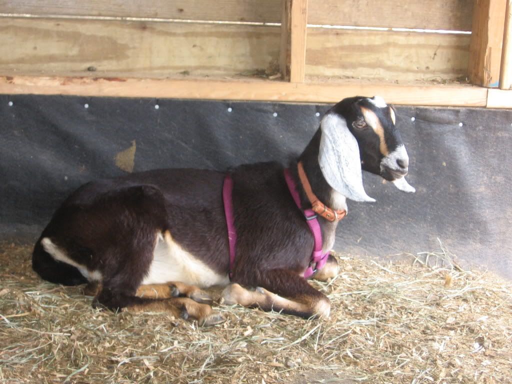 pics of my goats - Goats