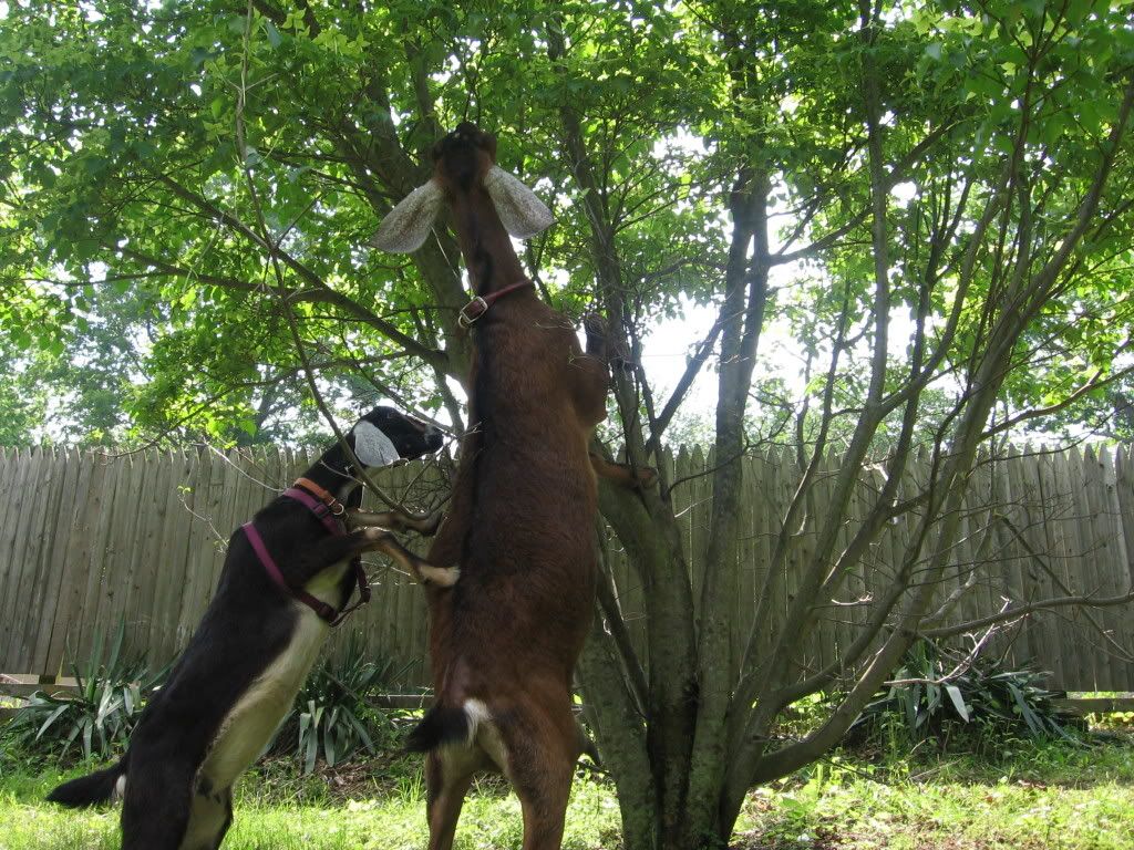 pics of my goats - Goats