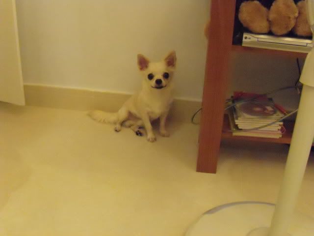 topic bàn về cách nuôi dạy cún con - 2