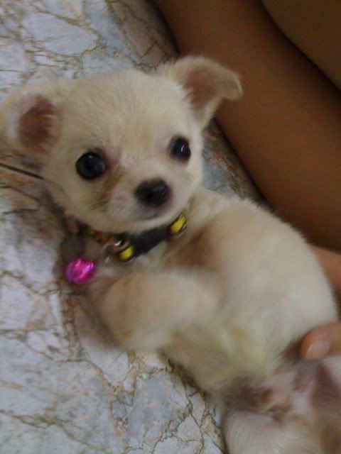 topic bàn về cách nuôi dạy cún con