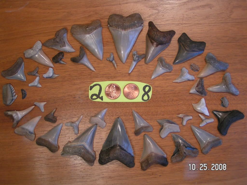 shark tooth photos