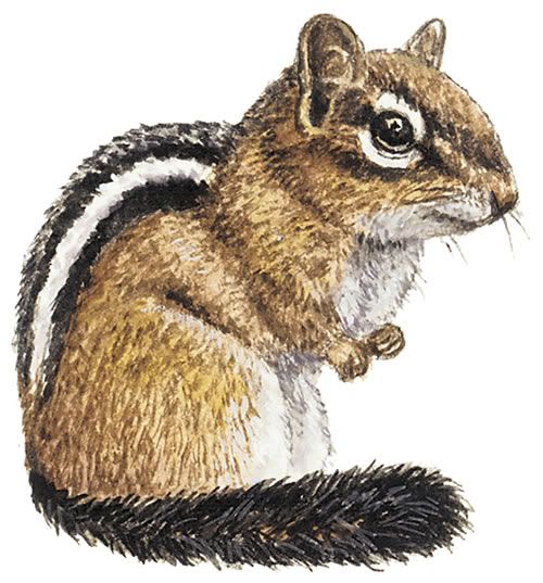 Chipmunk Drawing Color Photo by KimiSunshine_photos | Photobucket