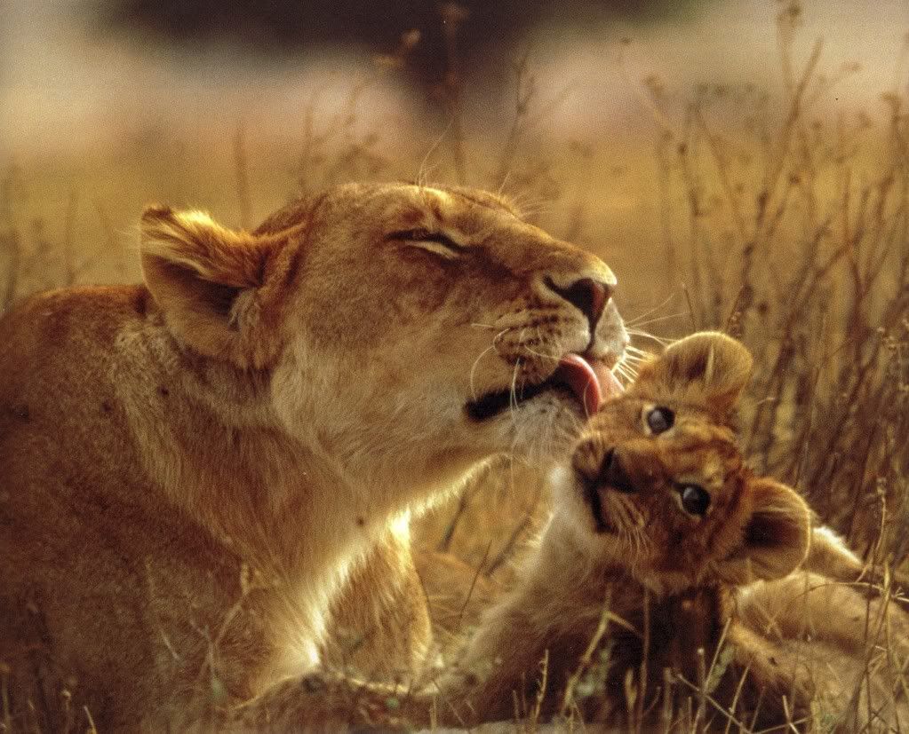 MOTHER LION AND HER BABY! Pictures, Images and Photos