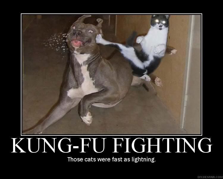 Cat Kicking
