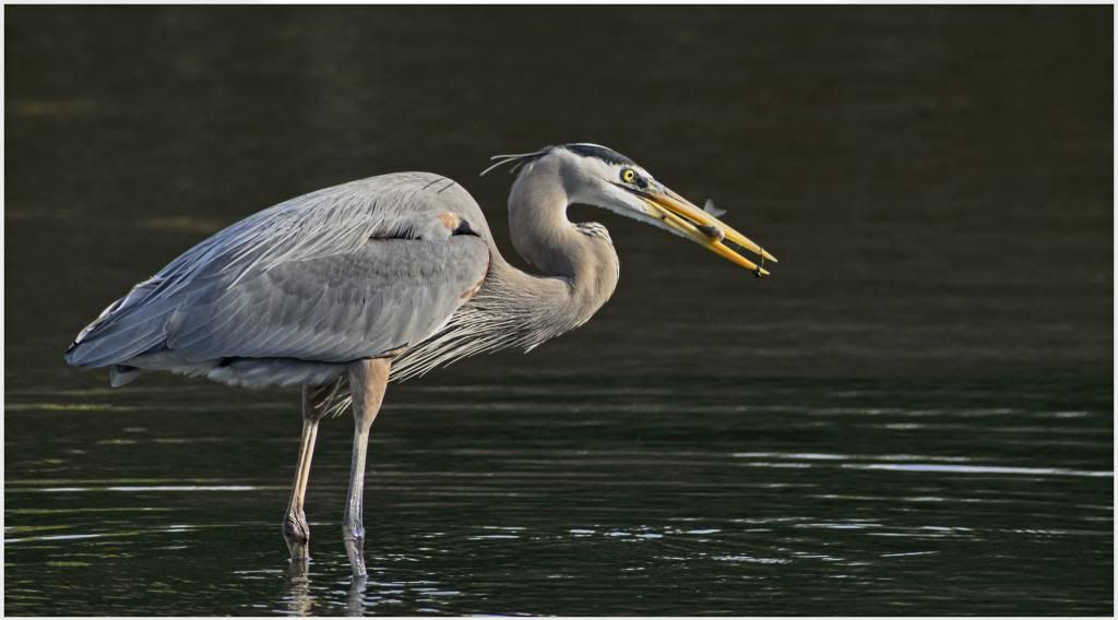 Oiseaux de la Floride