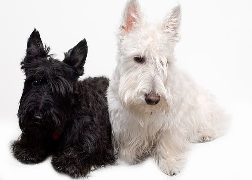 Black And White Dog Names. Black and White Scottish