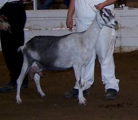 How many breeds do you own? - Goats