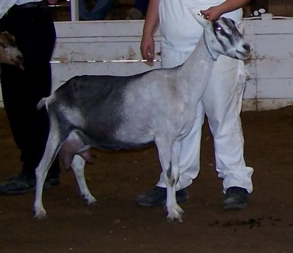 So what's your favorite breed of goat ??? - Goats