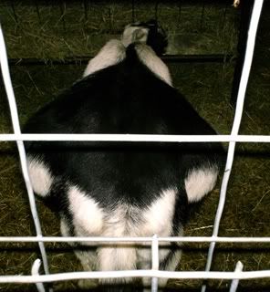 Wide Loads My pg does - Goats