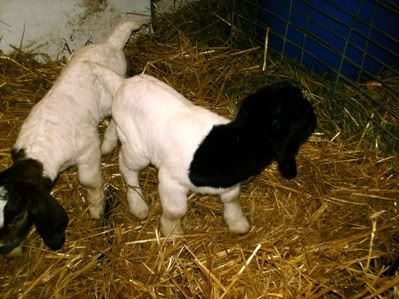 First Babies of the kidding season  Pics - Goats