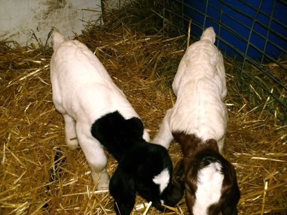 First Babies of the kidding season  Pics - Goats