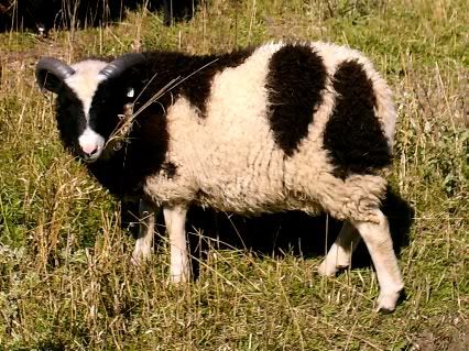 Color genetics - Sheep