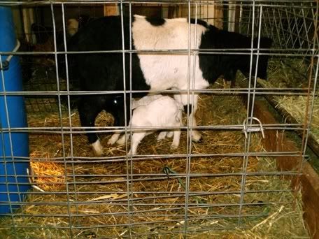First Babies of the kidding season  Pics - Goats