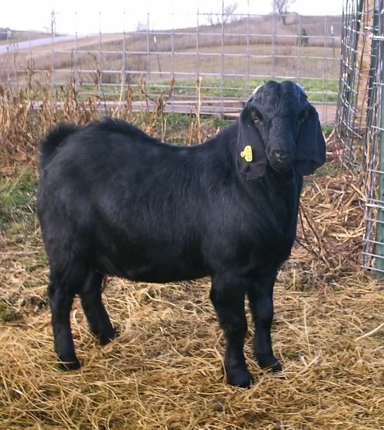 Boer color question  Picture heavy - Goats