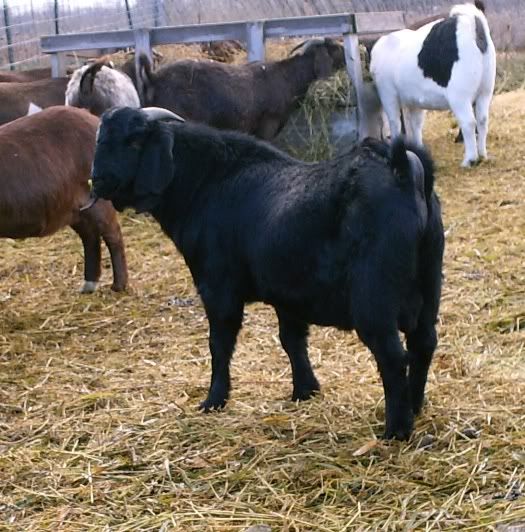 Boer color question  Picture heavy - Goats