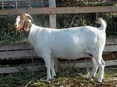 Boer color question  Picture heavy - Goats