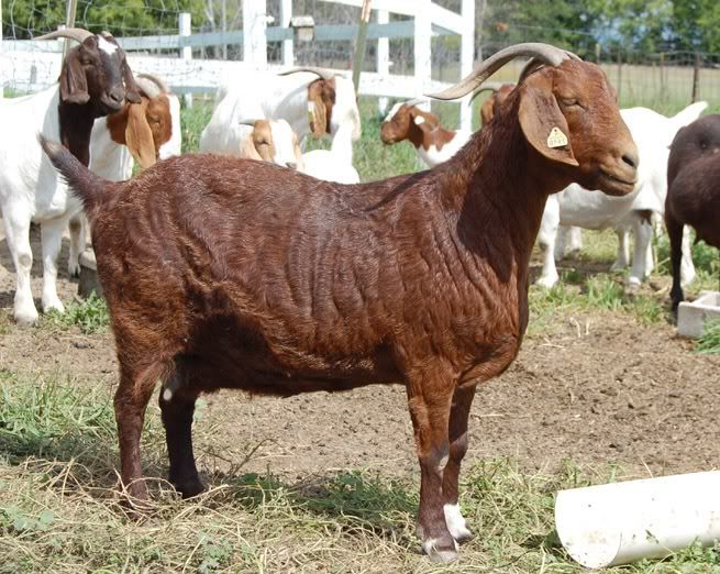 Nine year old Boer doe available - Goats