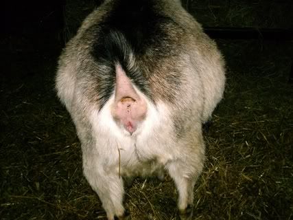 Wide Loads My pg does - Goats