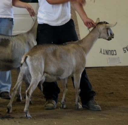 So what's your favorite breed of goat ??? - Goats