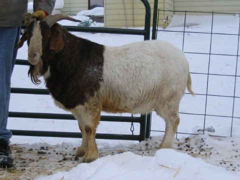 Boer color question  Picture heavy - Goats