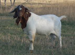 Boer color question  Picture heavy - Goats