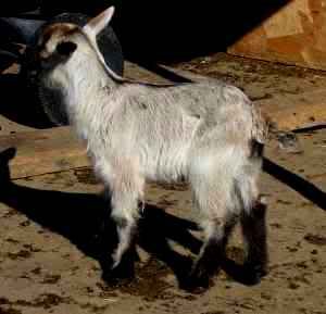 Pygmy doelings - Goats