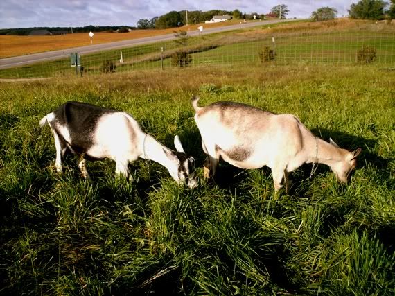 So what's your favorite breed of goat ??? - Goats