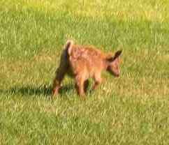 Pygmy doelings - Goats