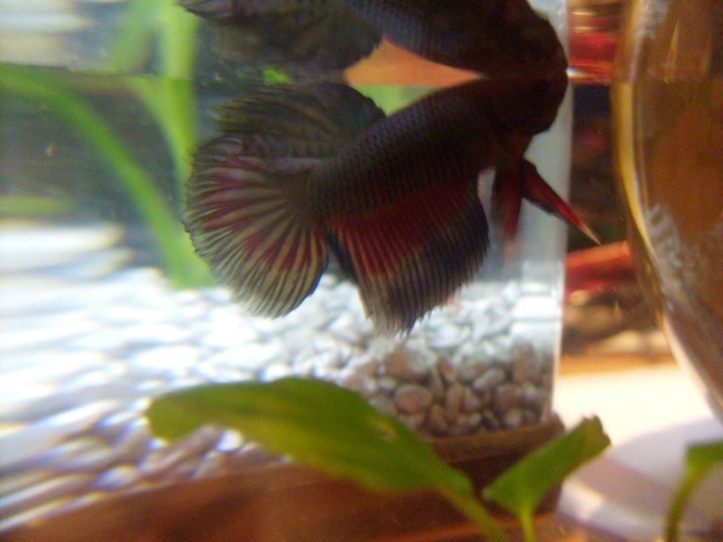 How Much Was Your Betta? Tropical Fish Forums