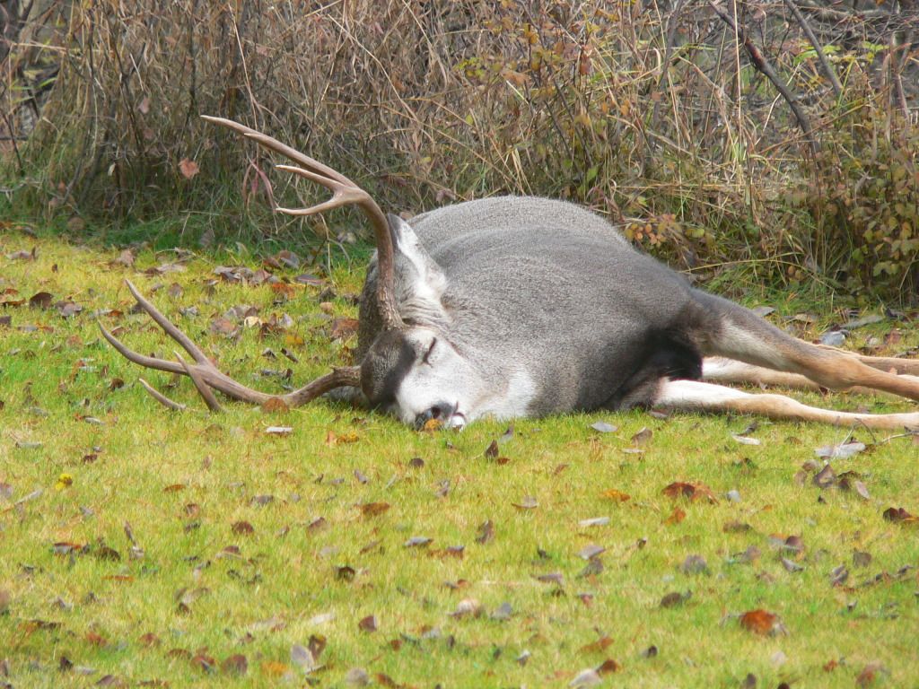 dead deer in the backyard