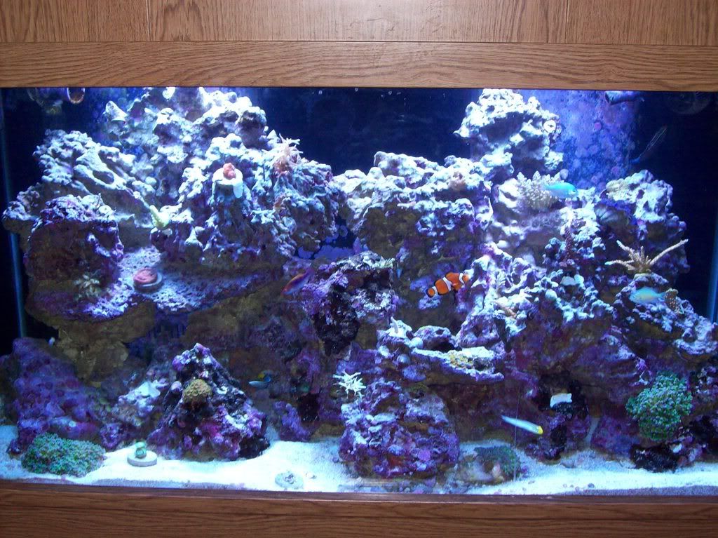 Aquarium02-06-09.jpg