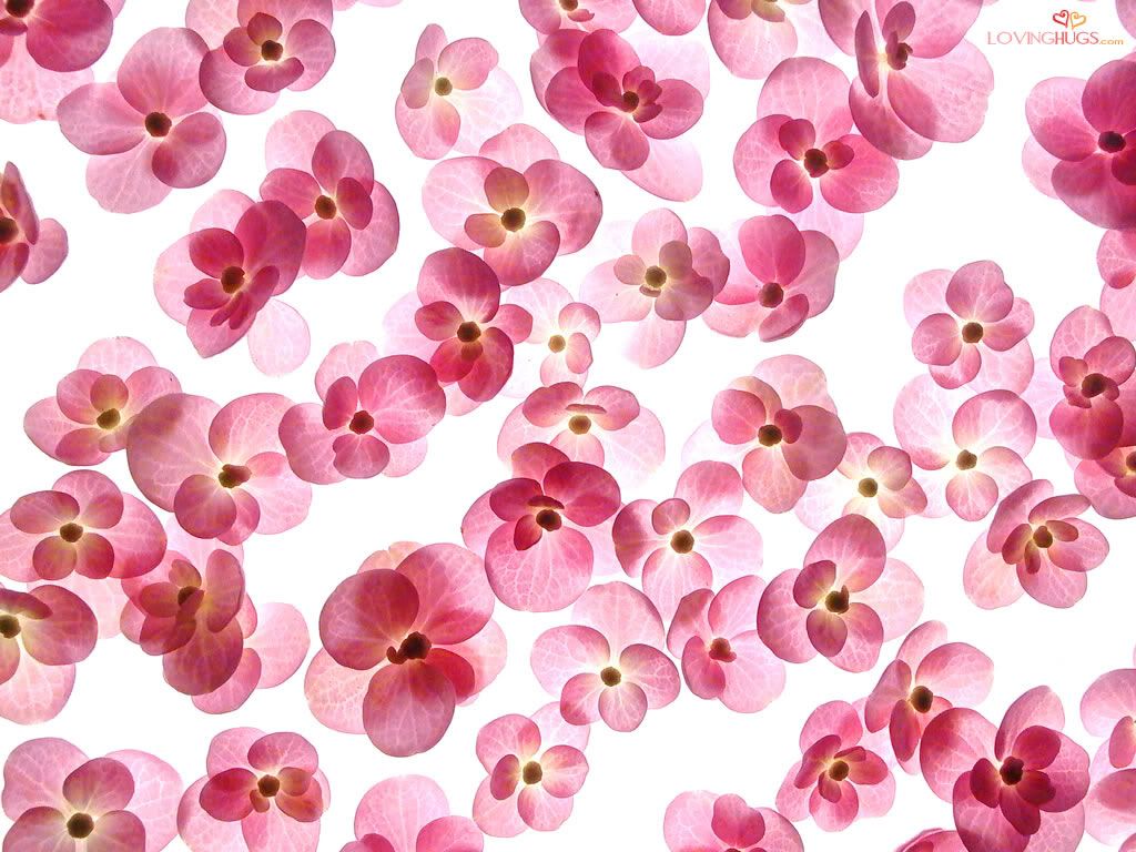 Flowers Bg Photo by zebbii55 Photobucket