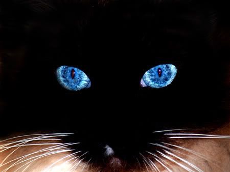 Blue eyed Cat Pictures, Images and Photos
