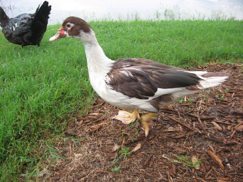 White And Brown Duck