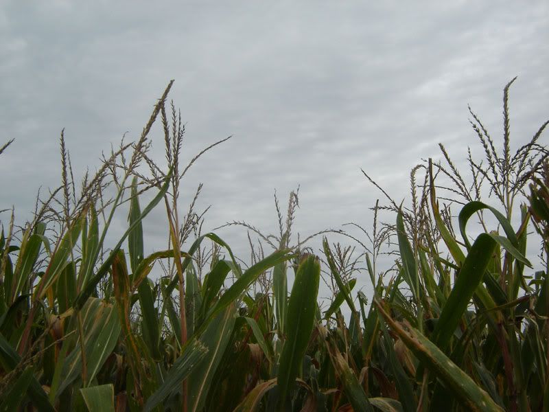 Long &amp; Scott Farms 2005 Corn Maze