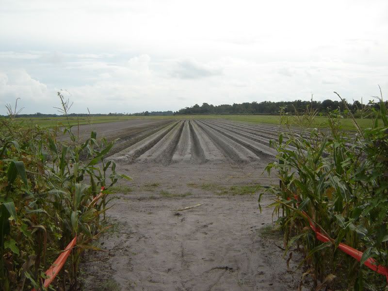 Long &amp; Scott Farms 2005 Corn Maze