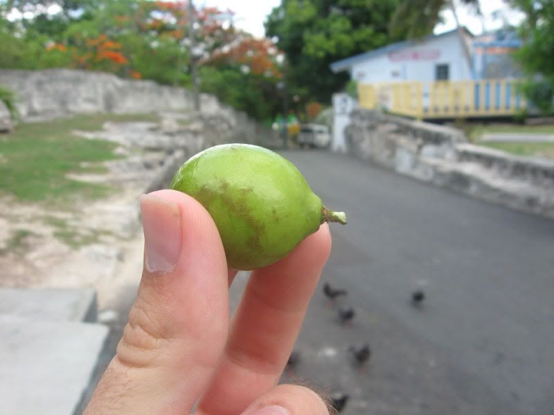 Nassau Fruit