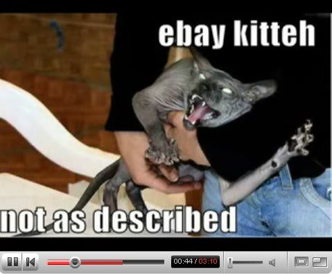 funnycats.jpg