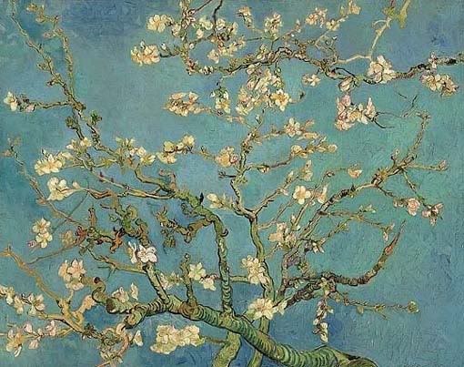 Branch of an Almond Tree in Blossom Pictures, Images and Photos