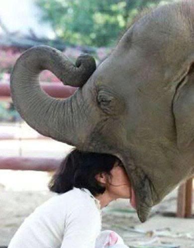 elephant-breath-check.jpg