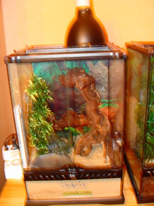 Skorpione.de | Das Forum rund um die Skorpionhaltung | mit kostenlosen