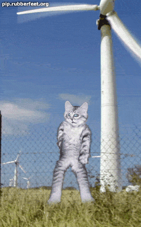 dancecat.gif